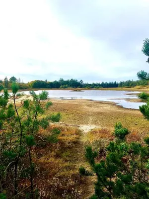 a view of a body of water with trees at Istrup gammel skole in Bedsted Thy