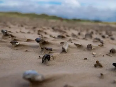 a group of birds standing on a beach at 6 person holiday home in Saltum-By Traum in Saltum