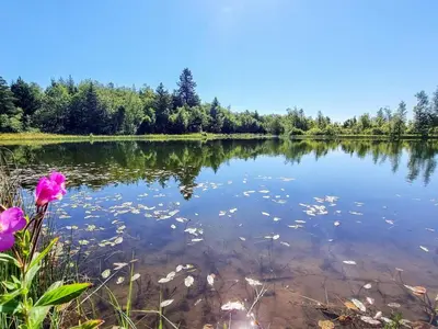 a view of a lake with flowers and trees at 6 person holiday home in Vemb-By Traum in Vemb