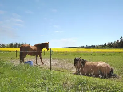two horses standing in a field with a cow at Holiday Home Sophia - 8km from the sea by Interhome in Thisted