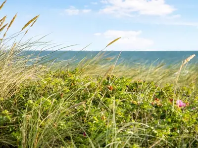 a field of tall grass with the ocean in the background at Holiday Home Ebba - 25m from the sea by Interhome in Frøstrup