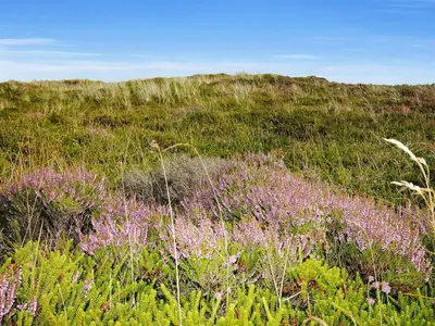 a field of purple flowers on a grassy hill at Holiday Home Elsia - 1-5km to the fjord by Interhome in Frøstrup