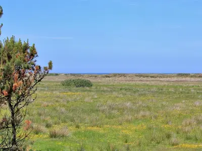 a field of grass with a tree in the foreground at Holiday Home Annick - 300m from the sea by Interhome in Fjerritslev